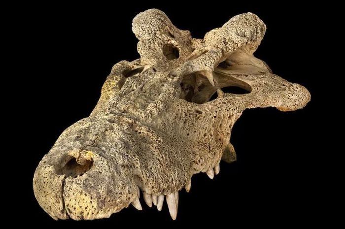 Fosil buaya ini pertama kali berasal dari Madagaskar 9.000 tahun yang lalu dan hidup 1.300 hingga 1.400 tahun yang lalu.  Penemuan ilmiah baru-baru ini telah memecahkan salah satu misteri.