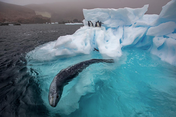 Di Semenanjung Antartika, anjing laut macan tutul berburu.  Dia berenang berputar-putar di bawah sekelompok penguin muda, menunggu mereka melompat keluar dari es ke laut.