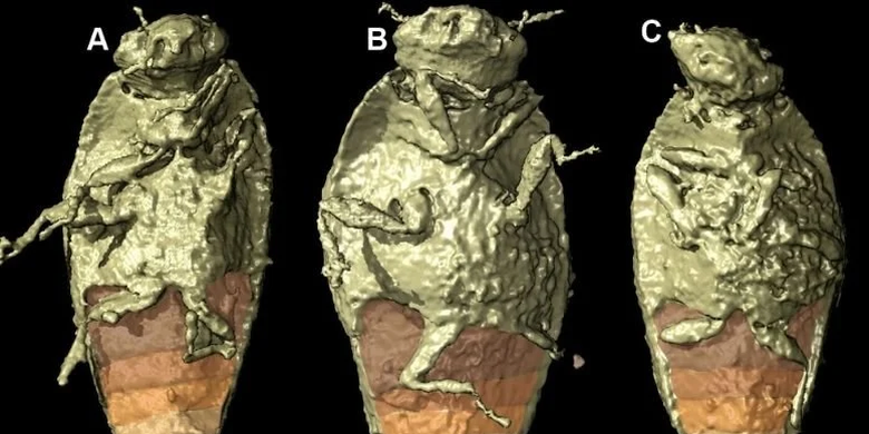 Rekonstruksi 3-D Triamixa coprolitica, fosil kumbang purba yang ditemukan di kotoran dinosaurus.