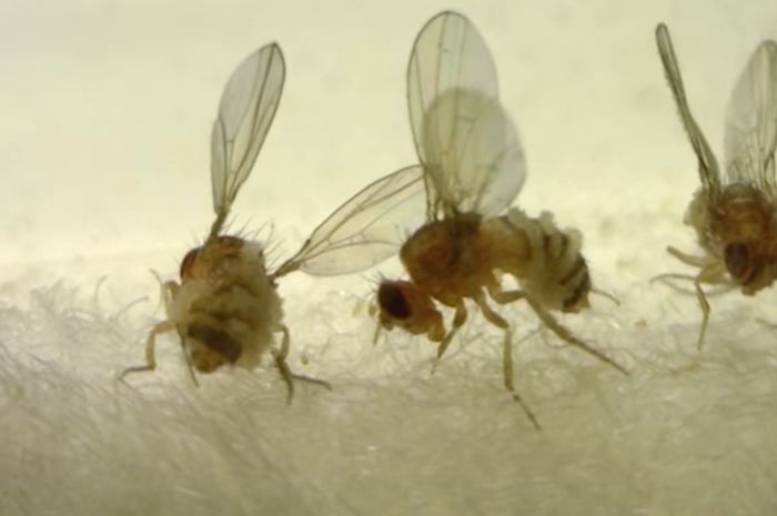 Jenis jamur Strongvelcia tigrina dan Strongvelcia acerosa twist fly sebagai zombie, mampu terbang meski perutnya berlubang.