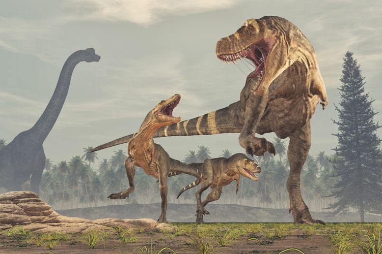 Deskripsi dinosaurus karnivora, keluarga Tyrannosaurus rex (D-rex), D. rex.