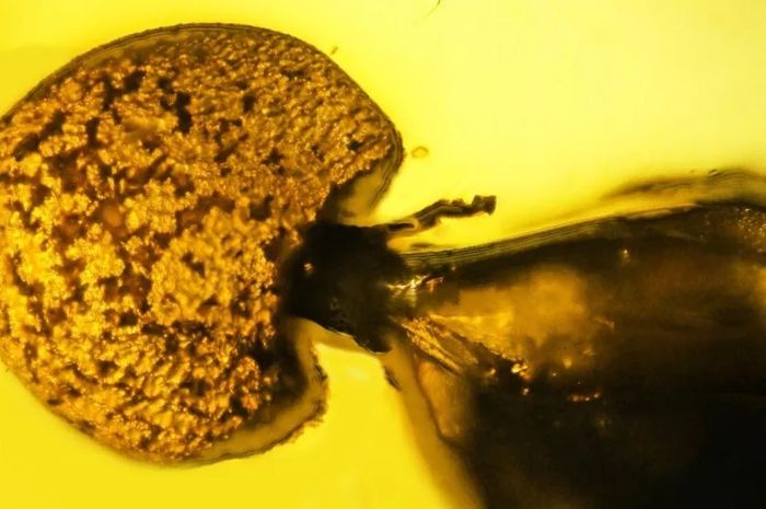 Ini adalah contoh tertua dari infestasi semut oleh parasit jamur yang pernah ditemukan.