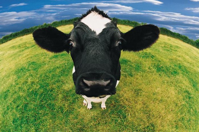 Para ilmuwan telah menemukan fakta menarik bahwa beberapa mikroba di perut sapi dapat memakan jenis plastik tertentu.