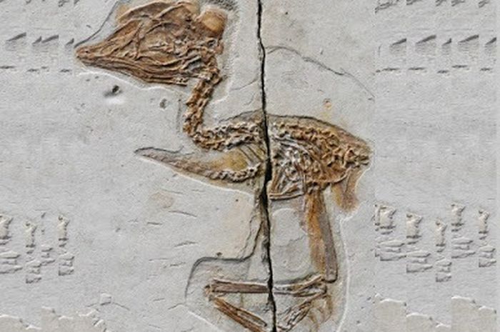 Burung purba berusia 120 juta tahun.