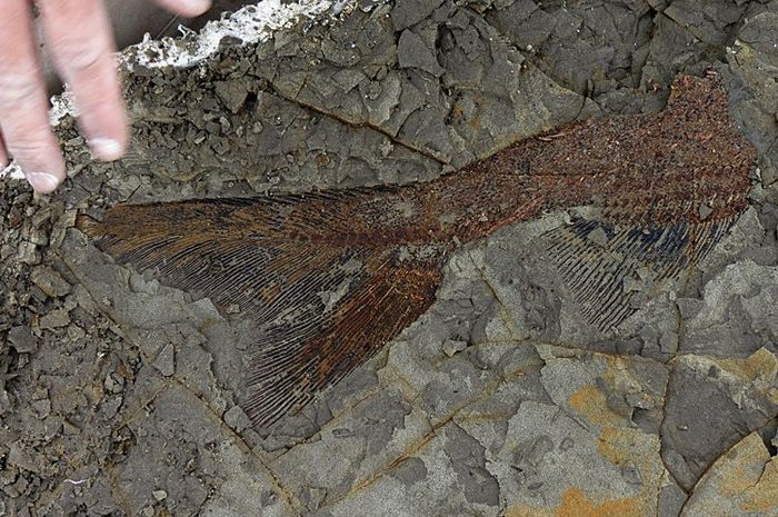Para peneliti menemukan fosil ikan sangat utuh.  Ikan ini diperkirakan berasal dari zaman ketika asteroid besar menghancurkan dinosaurus.