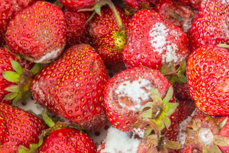 Deskripsi Strawberry Jamur