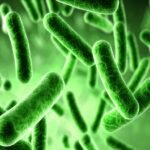 Contoh Kingdom Monoray, berdasarkan klasifikasinya