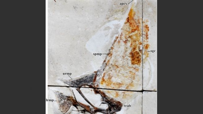 DuPontactylus, Sterosaurus DuPontactylus navigans [PLOS]