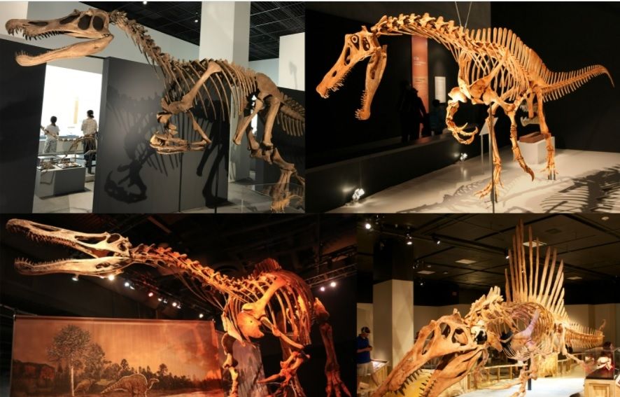 Fosil dinosaurus spinosaurid. [Wikimedia]