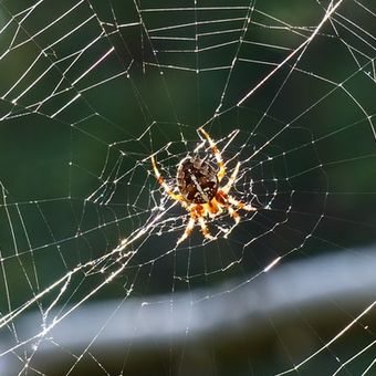 Deskripsi jaring laba-laba