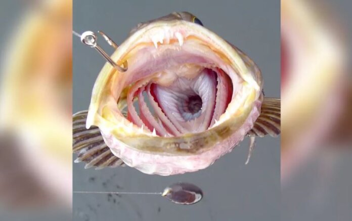 Gigi Ikan Pacific Linked (Opioid ellongatus).  (Foto: Catcherman / Getty Images oleh Live Science)