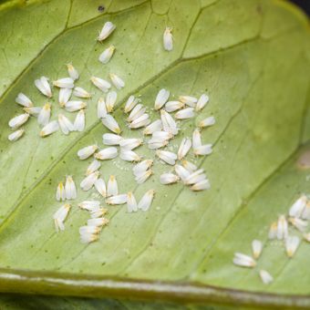 Deskripsi serangga kutu kebul atau silverleaf pada tanaman.