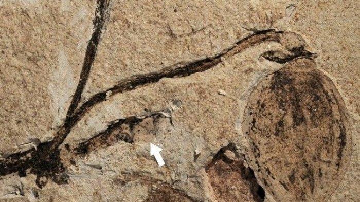 Potret Florigerminis Jurassica, kuncup bunga tertua di dunia, berusia 164 juta tahun