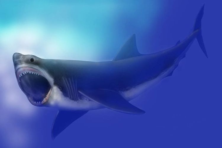 Ilustrasi Megalodon, hiu purba, hiu raksasa, hewan laut purba.