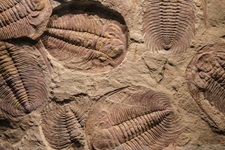 Trilobita fosil, trilobita, trilobit.  Hasil menu penjara, mata hewan purba ini mirip dengan mata majemuk yang dimiliki krustasea dan lebah modern.