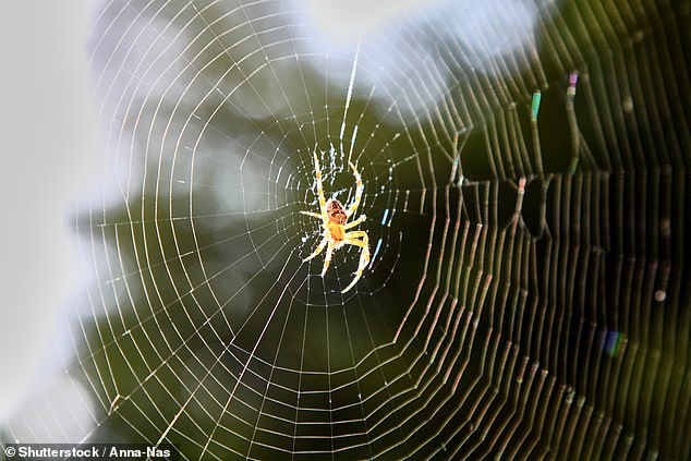 Dengan berjongkok dan meregangkan, laba-laba mungkin mengubah ketegangan jaringnya, membantu mereka menyesuaikan frekuensi yang berbeda, menurut para peneliti.