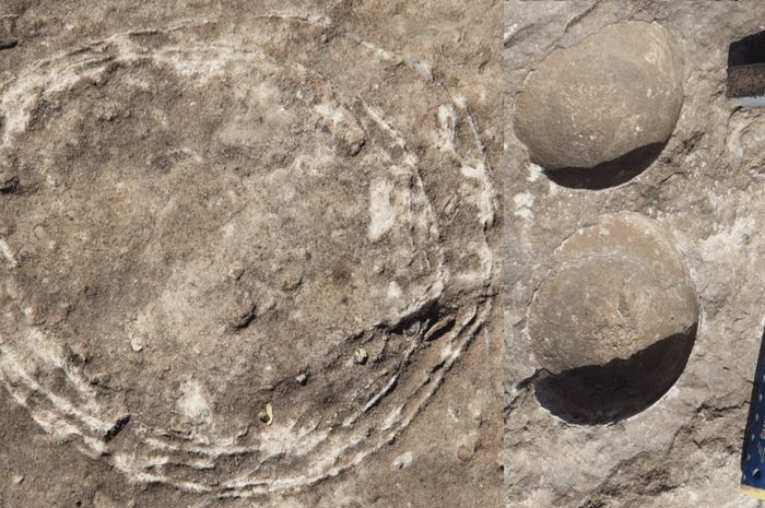 Telur fosil dalam telur dari sarang dinosaurus titanosorite.  Ini menawarkan penemuan pertama di dunia dan wawasan baru yang berharga ke dalam bidang biologi evolusioner.