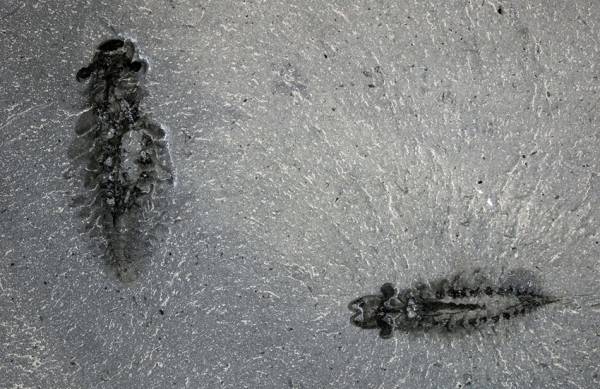 Predator bermata tiga menatap lautan, fosil otaknya terawetkan setelah 500 juta tahun