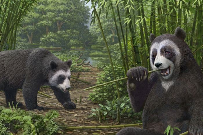 Spesies panda purba memiliki ibu jari yang tidak sejajar untuk menggenggam bambu.  Apa yang merangkum fitur ini?