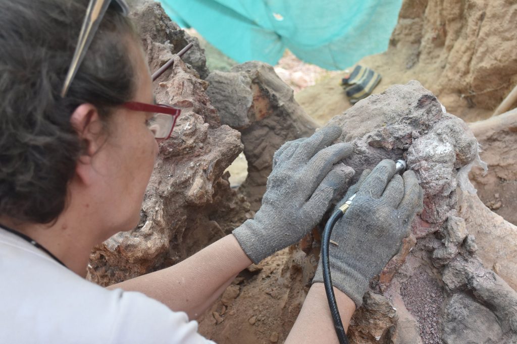 Pada bulan Agustus, ahli paleontologi mengumpulkan tulang rusuk sepanjang 10 kaki.