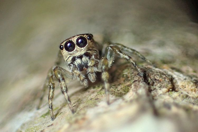 Spesies laba-laba baru (Curious minuano) dari Brasil.  Spesies laba-laba ke-50.000 yang terdaftar di Katalog Laba-laba Dunia (WSC).
