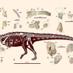 Spesies dinosaurus baru adalah fosil, seukuran kucing domestik