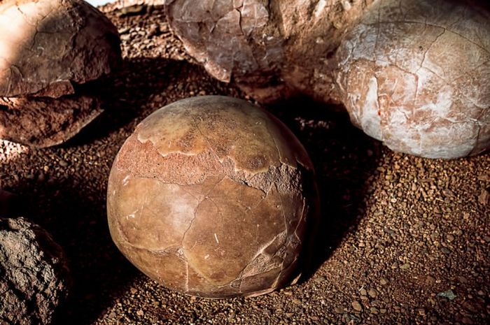 Para ahli mengumpulkan dan menganalisis sampel lebih dari 1000 kulit telur dinosaurus.